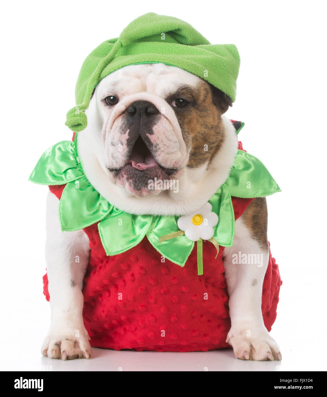 english bulldog wearing strawberry costume on white background Stock