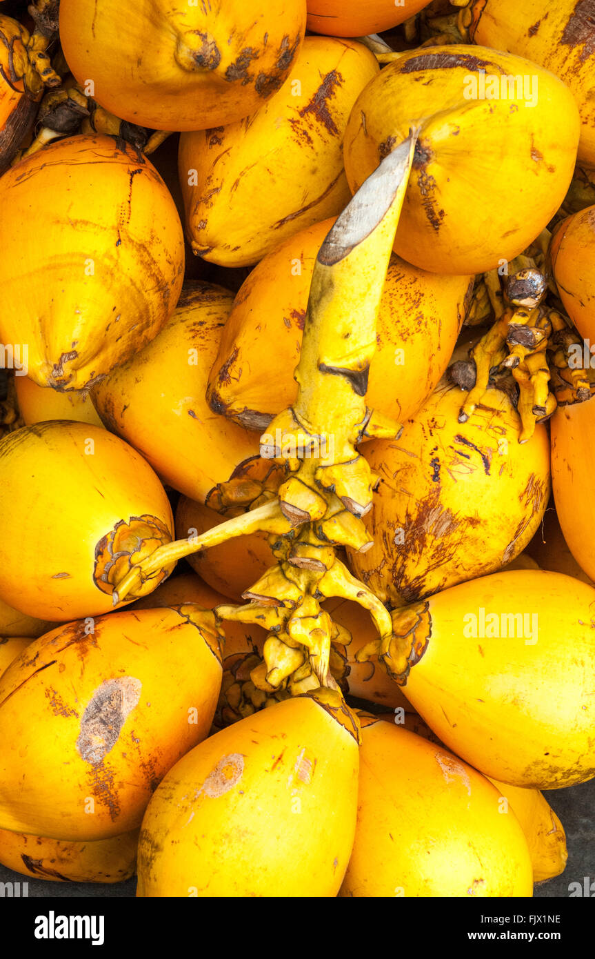 Fresh coconuts at a market in Galle, Sri Lanka Stock Photo