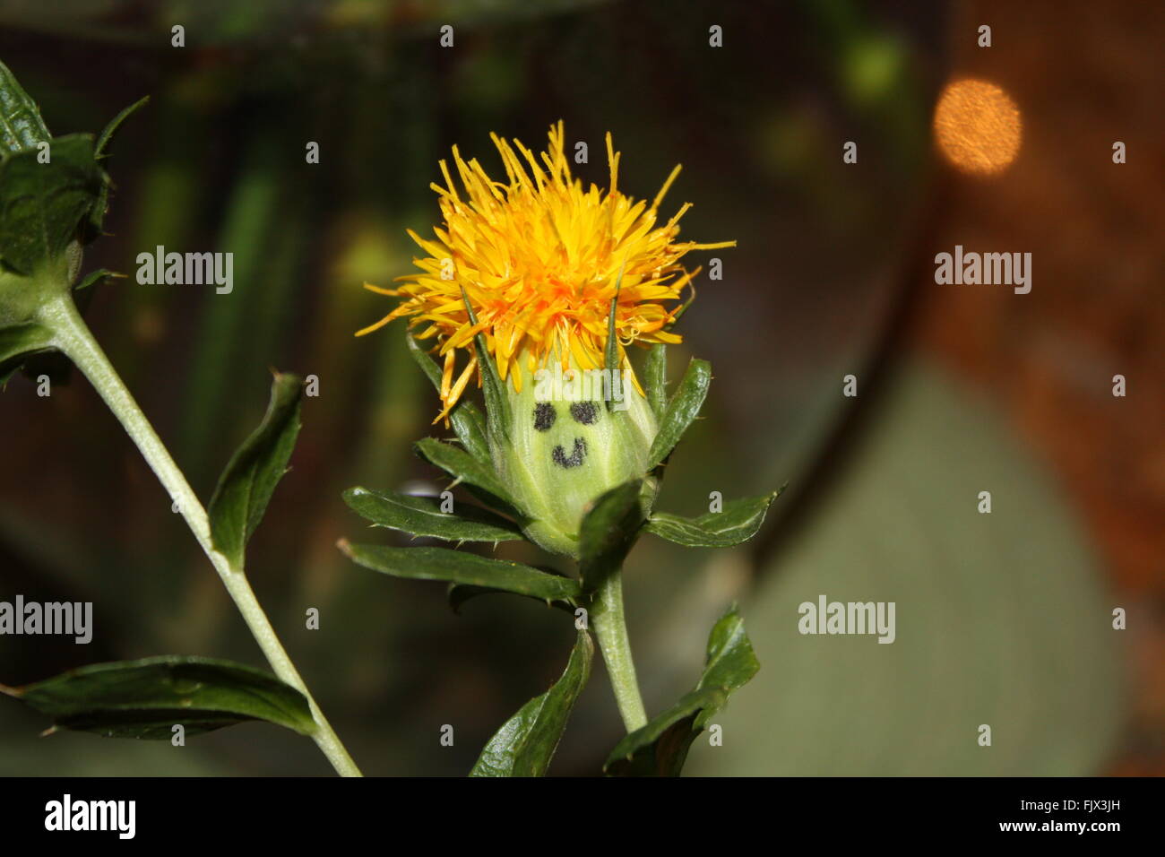 CloseUp Of Yellow Thistle Blooming Outdoors Stock Photo Alamy