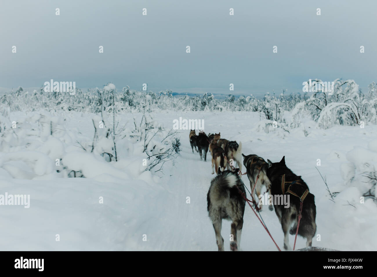 Siberian Huskies Walking On Snow Covered Field Against Sky Stock Photo