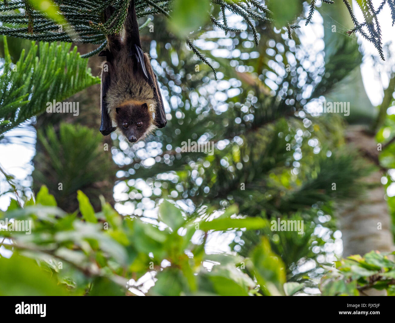 Portrait Of Bat Hanging From Tree Stock Photo Alamy