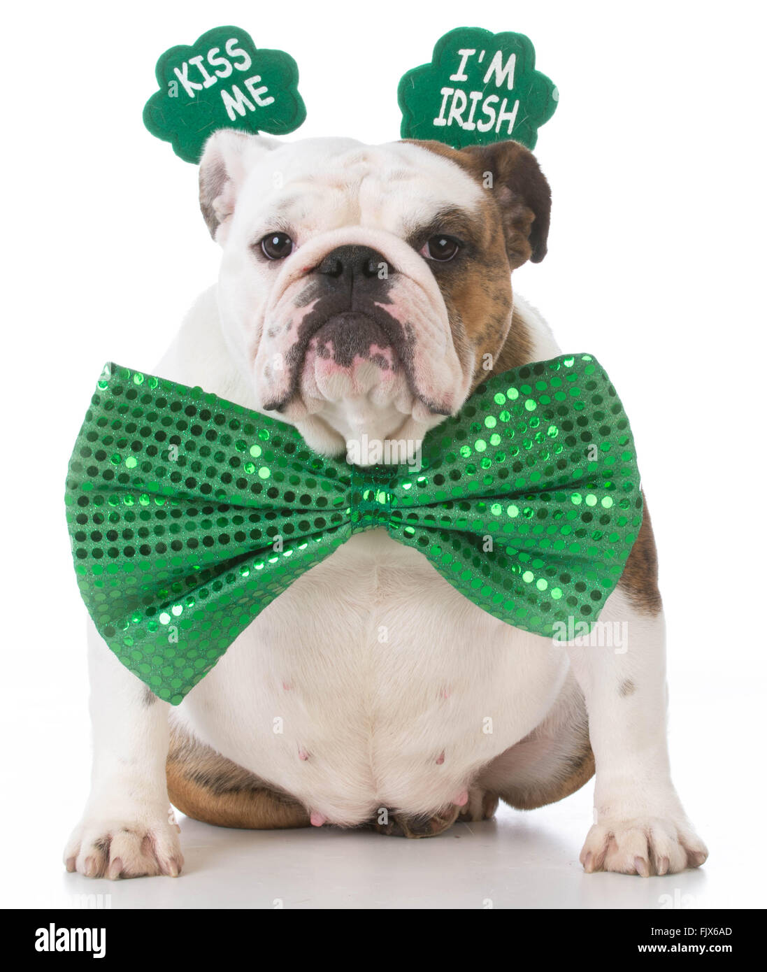 english bulldog wearing kiss me I'm Irish headband Stock Photo - Alamy