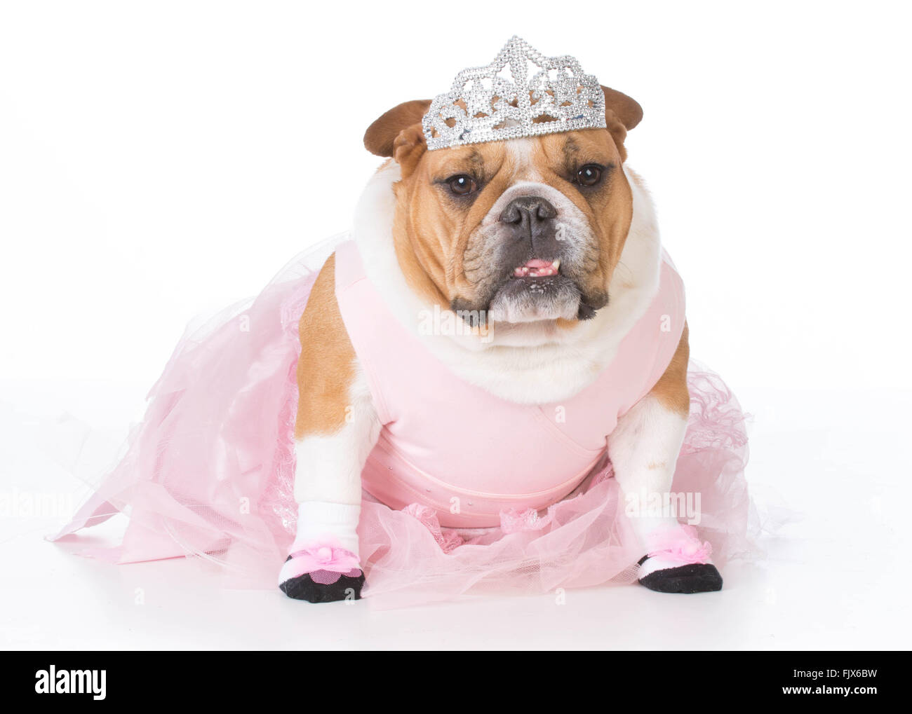 ballerina costume for dogs