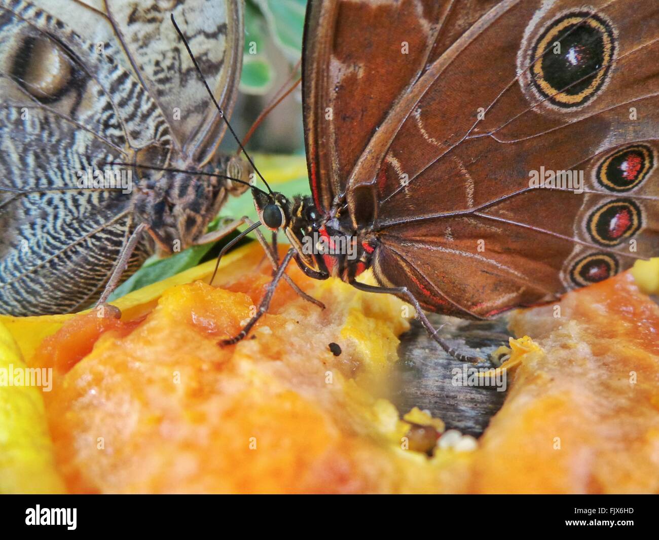 Butterflies feeding fruit animal markings hires stock photography and