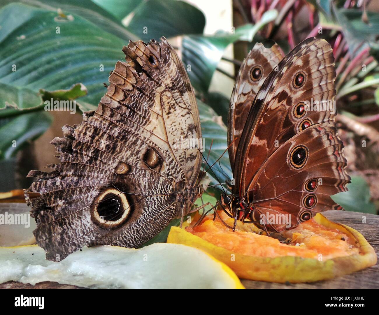 Butterflies feeding fruit animal markings hires stock photography and