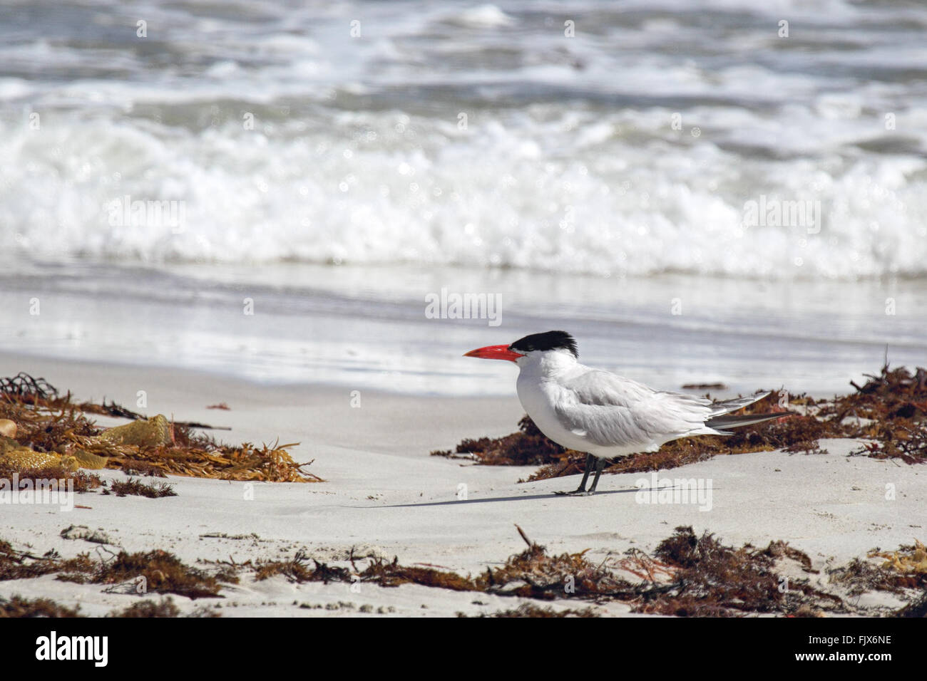 Caspian tern (Hydroprogne caspia) on the beach at Seal Bay, Kangaroo Island, South Australia, Australia. Stock Photo