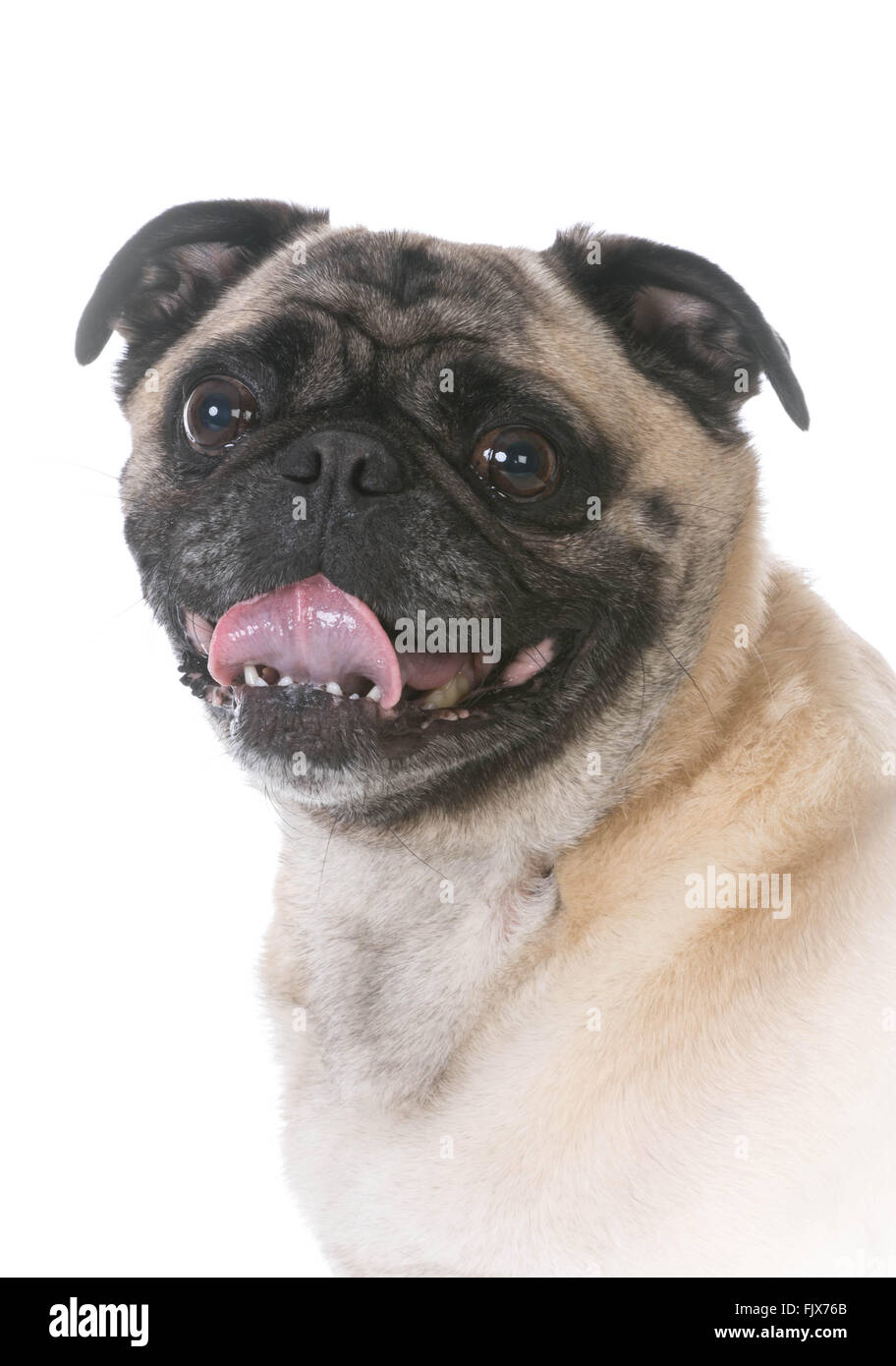 mixed breed dog on white background Stock Photo - Alamy