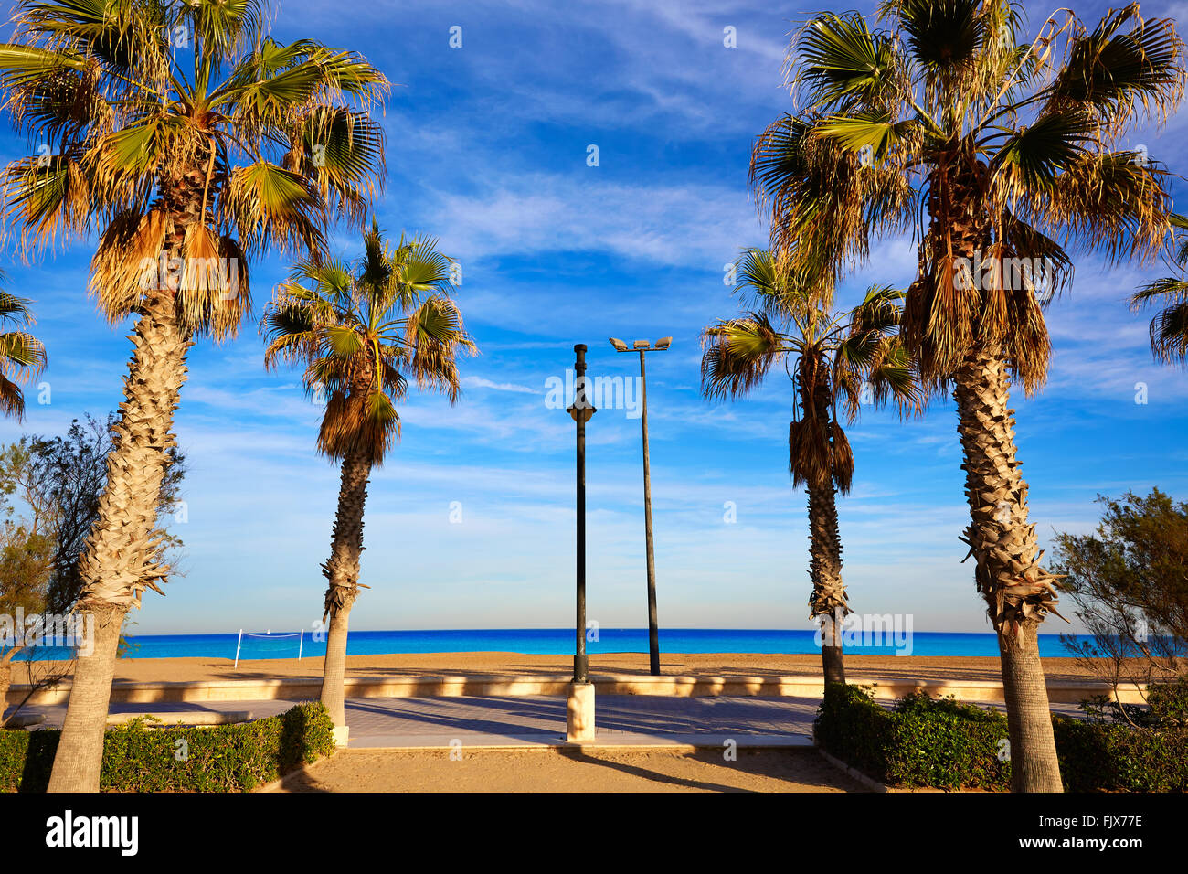 Valencia La Malvarrosa Beach Palm Trees Promenade In Spain Stock Photo valencia-la-malvarrosa-beach-palm-trees-promenade-in-spain-stock-photo