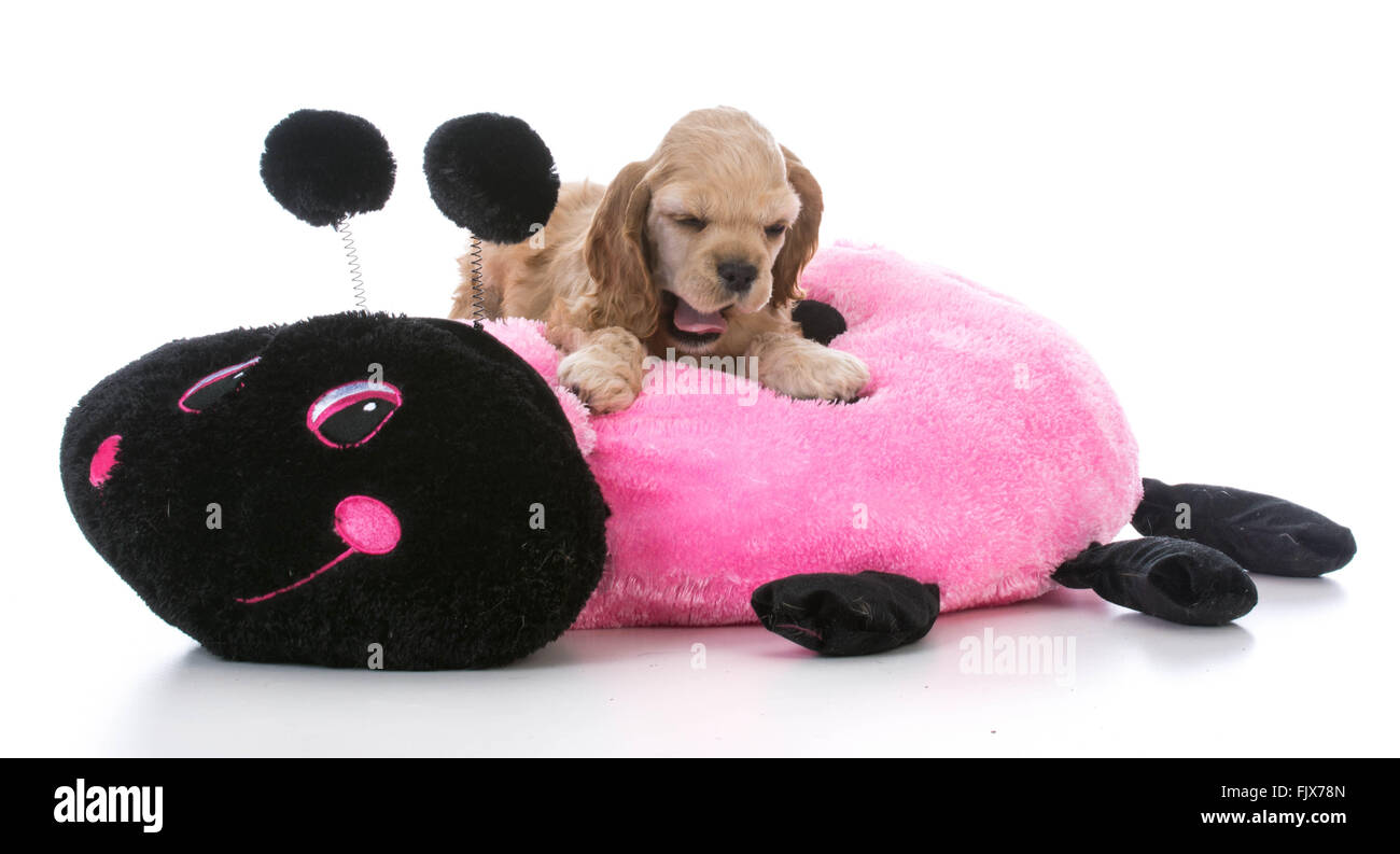 american cocker spaniel puppy going to sleep on a dog bed Stock Photo