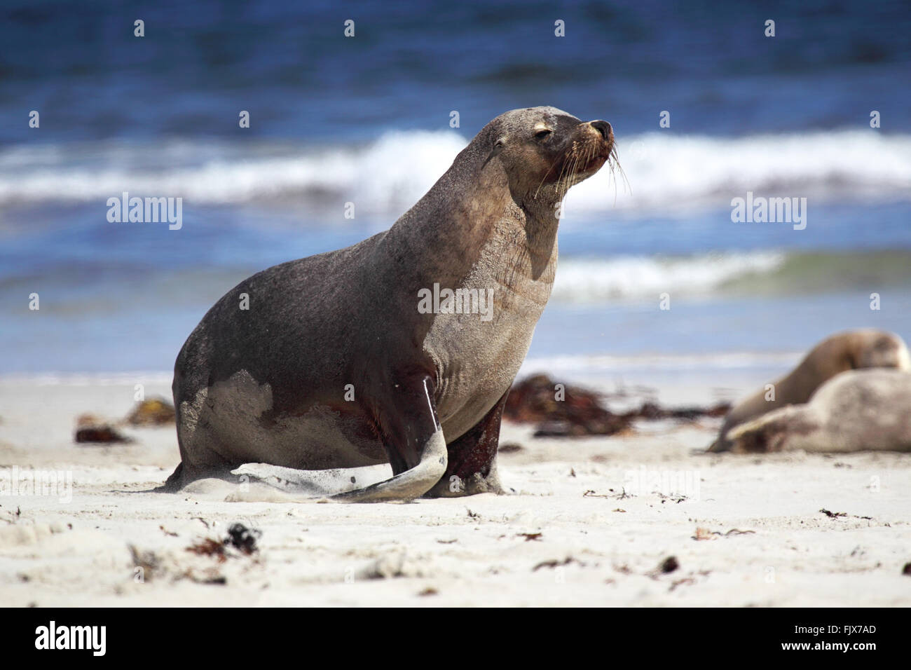 Australian sea lion (Neophoca cinerea) on the beach at Seal Bay, Kangaroo Island, South Australia, Australia. Stock Photo