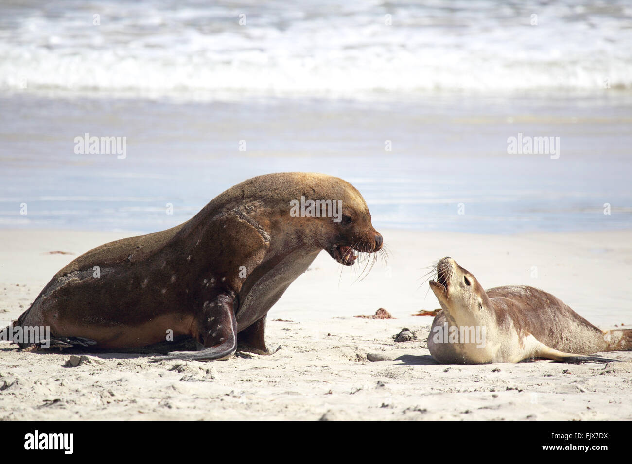 Australian sea lions (Neophoca cinerea) on the beach at Seal Bay, Kangaroo Island, South Australia, Australia. Stock Photo