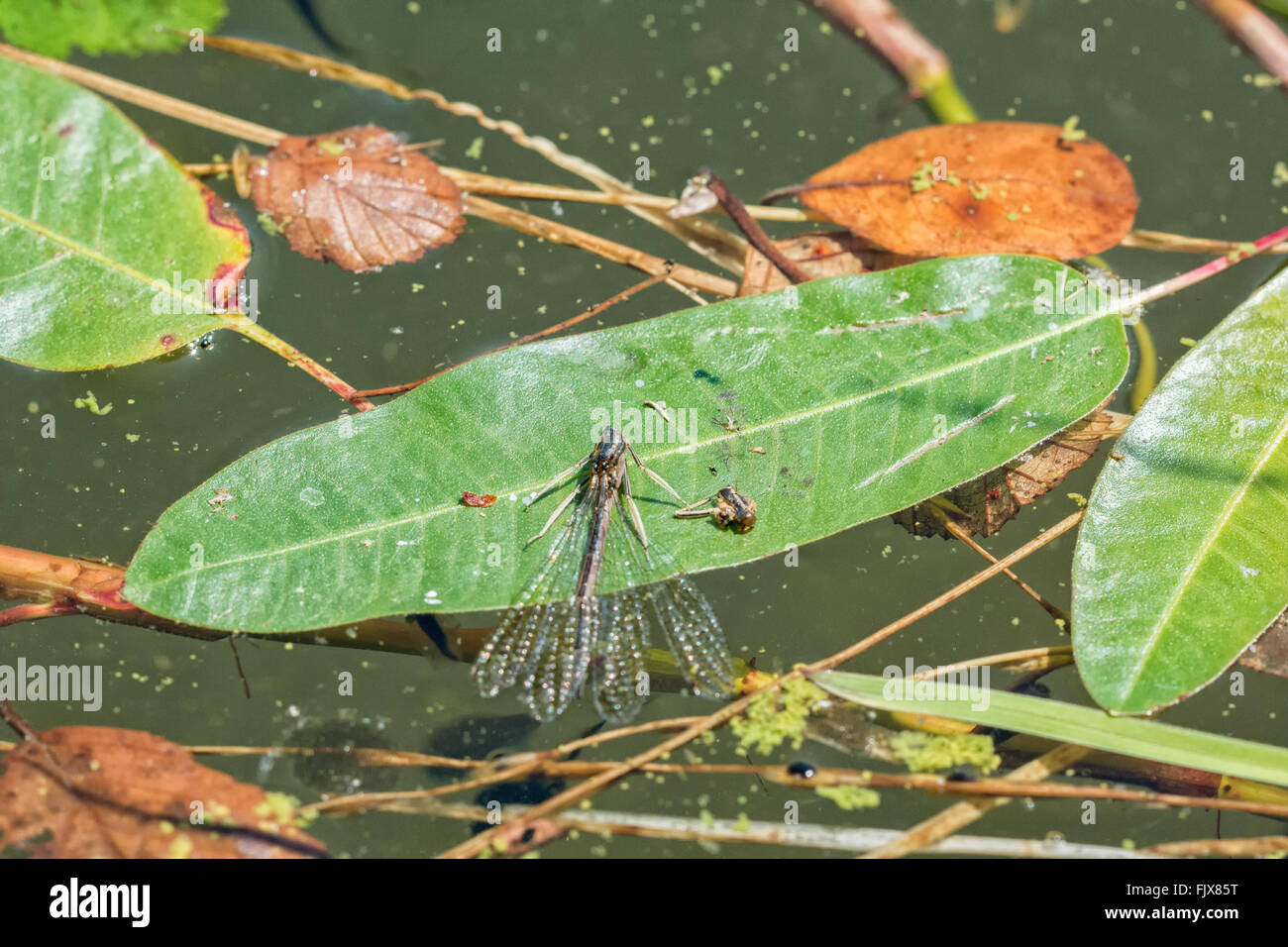 Deadly dragonfly on a green leaf Stock Photo