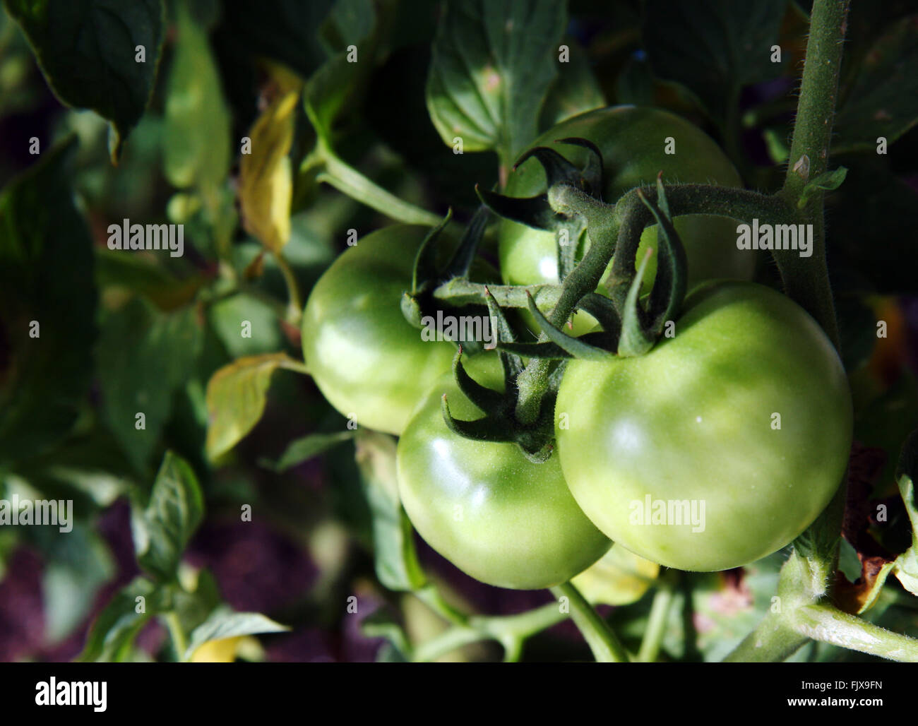 Green tomatoes Stock Photo