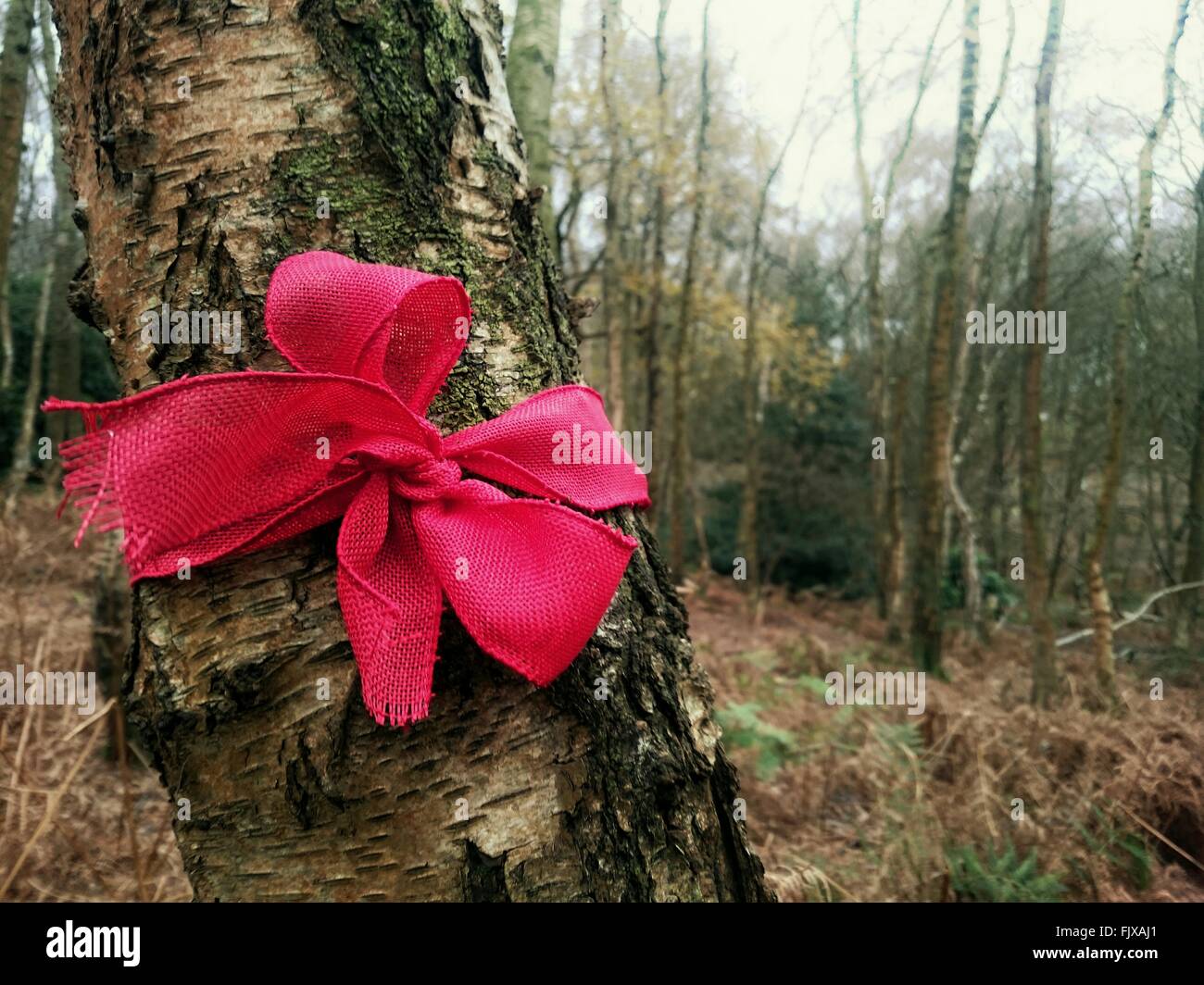 Ribbon Tied To Tree High Resolution Stock Photography and Images Alamy