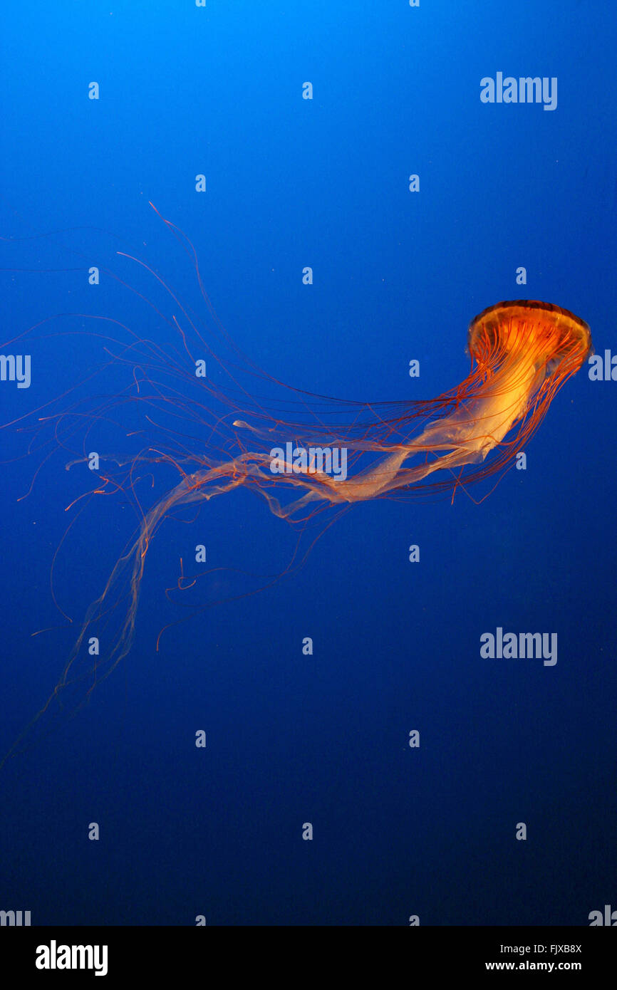 Jellyfish that can sting Stock Photo Alamy
