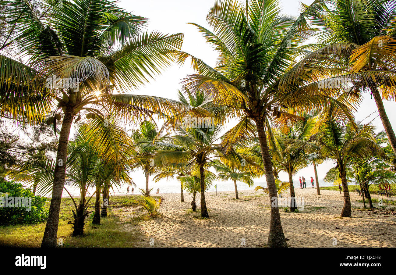 Palm Trees at Sunset Kerala India Stock Photo