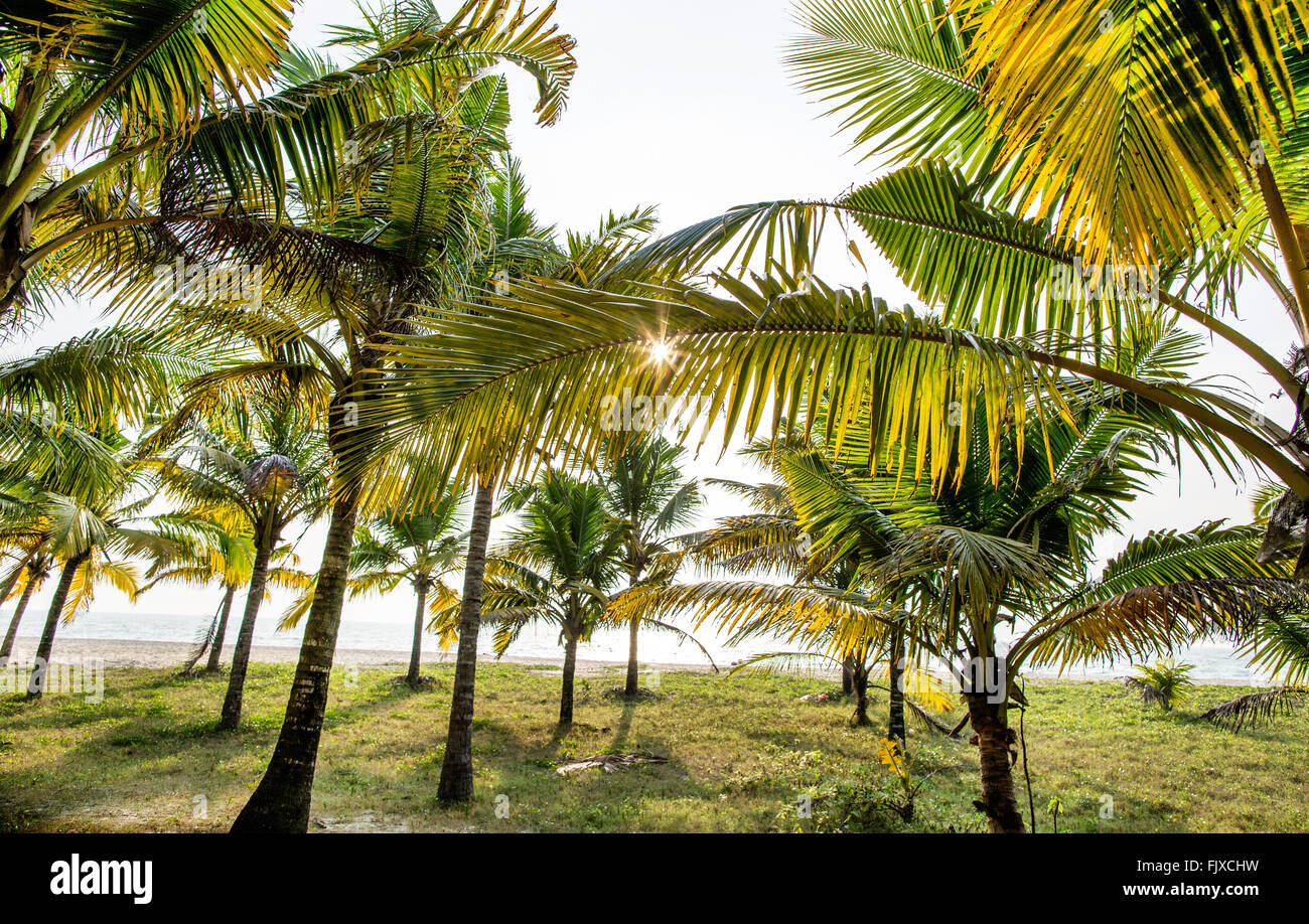 Palm Trees at Sunset Kerala India Stock Photo