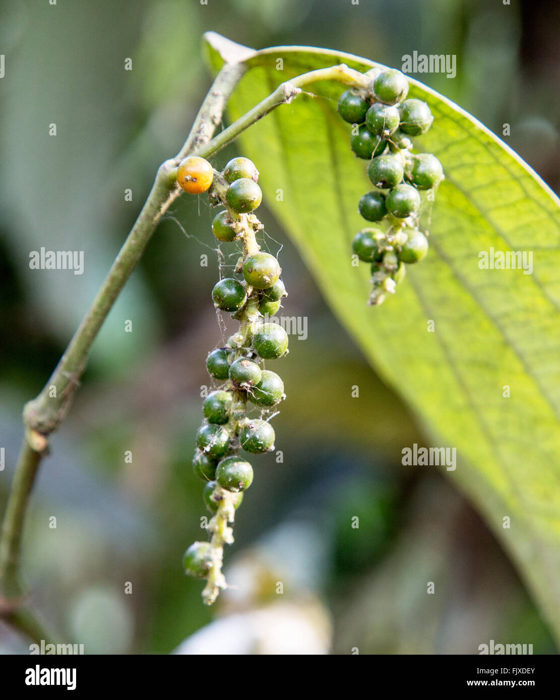 Black Pepper Plant Kerala India Stock Photo Alamy