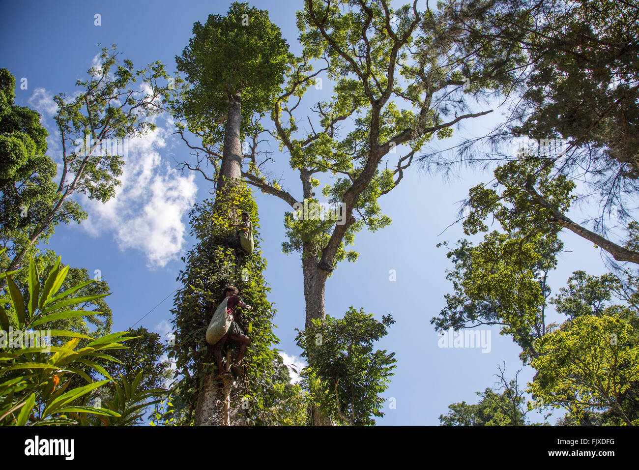 Man Harvesting Black Pepper Munnar Hills Kerala India Stock Photo Alamy