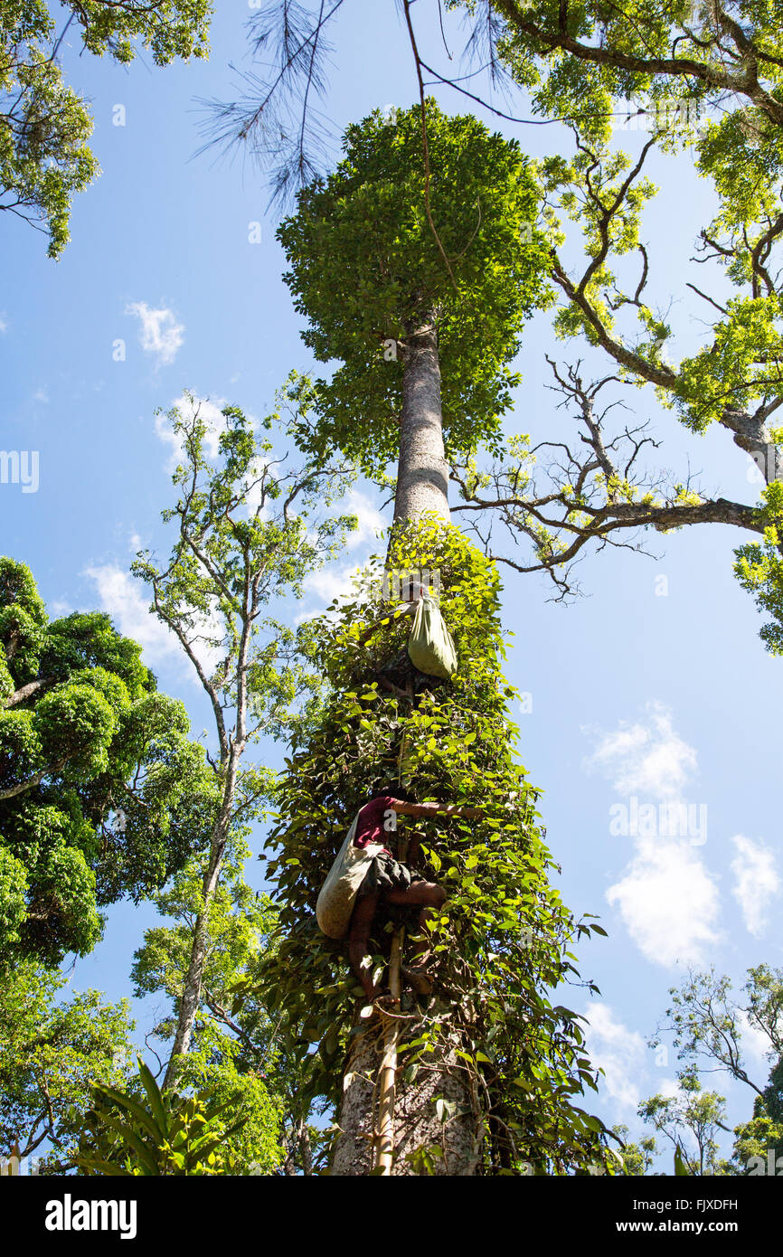 Man Harvesting Black Pepper Munnar Hills Kerala India Stock Photo Alamy