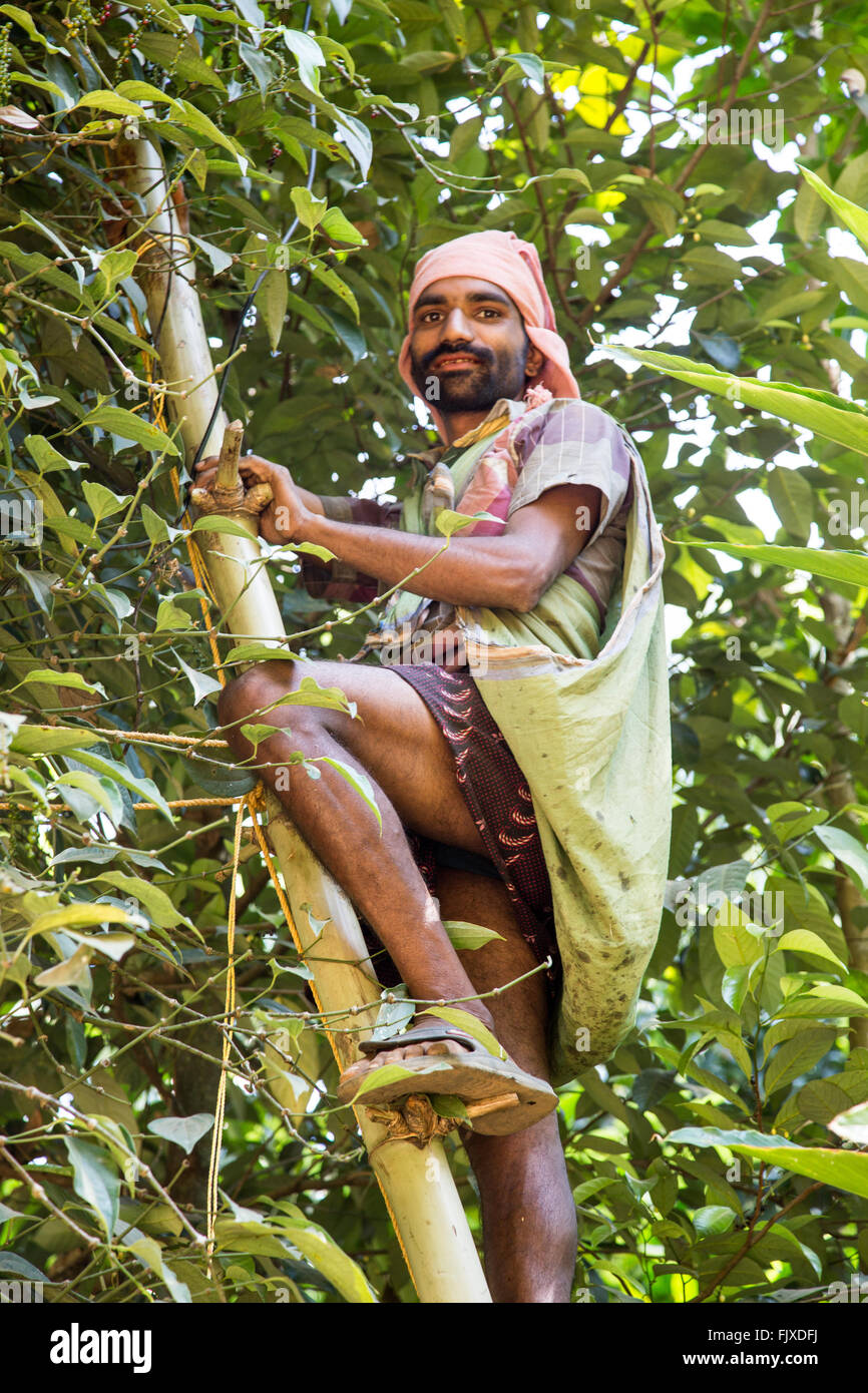 Man Harvesting Black Pepper Munnar Hills Kerala India Stock Photo Alamy