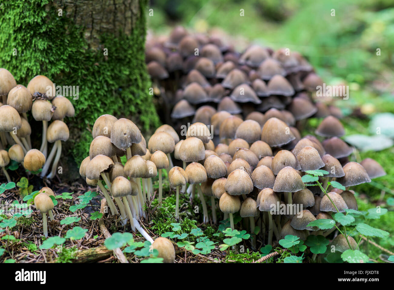Mushrooms in a grass Stock Photo