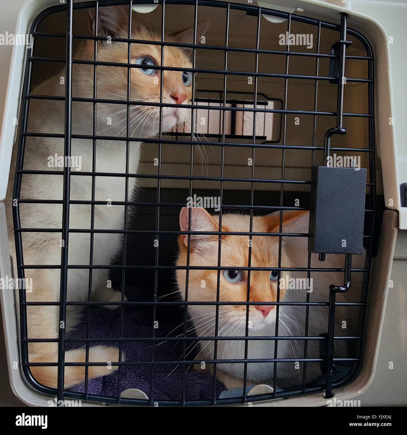 Cats In Cage Stock Photo Alamy