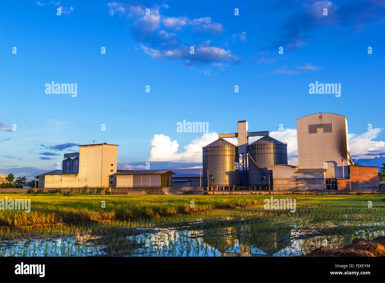 A photo of rice mill and rice field. Stock Photo