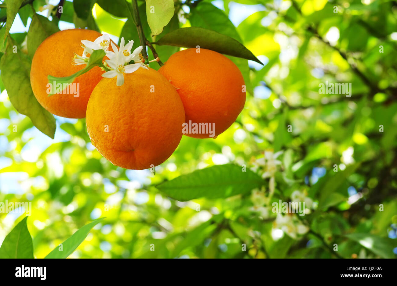 Close-Up Of Orange Fruits Growing On Tree Stock Photo