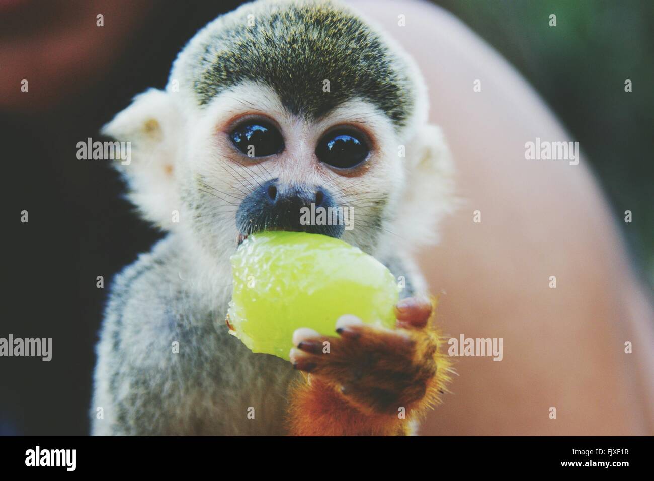 Portrait Of Squirrel Monkey Eating Fruit Outdoors Stock Photo