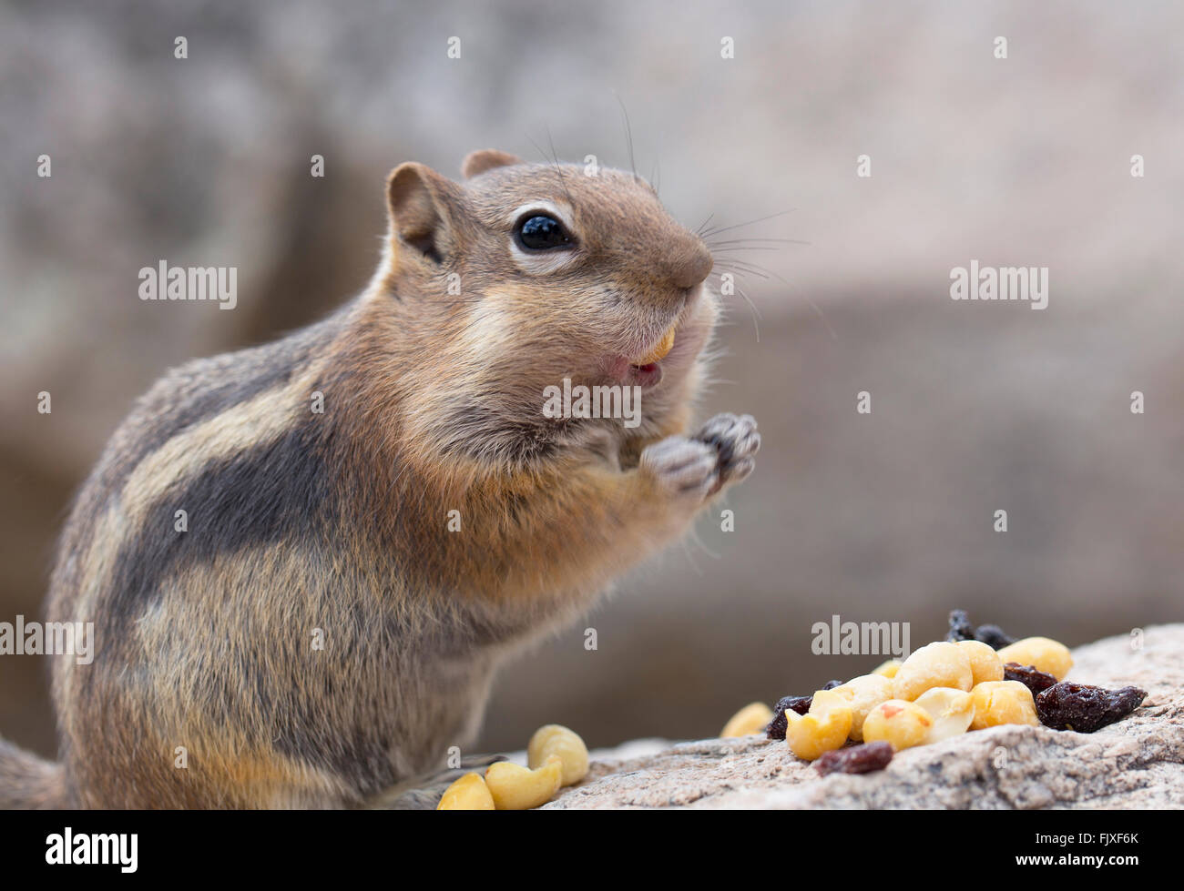Chipmunk Eating nuts Stock Photo Alamy