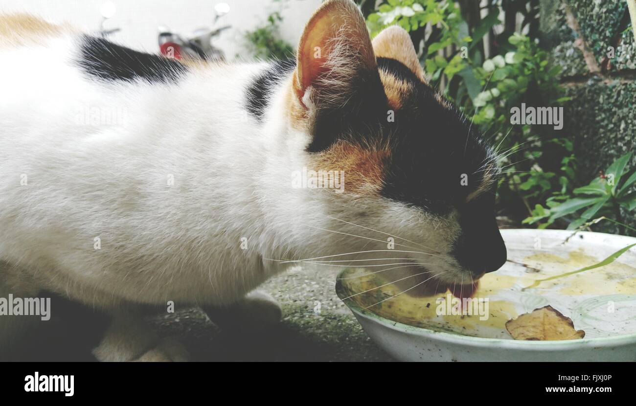 Cat Licking Water From Bowl Stock Photo Alamy
