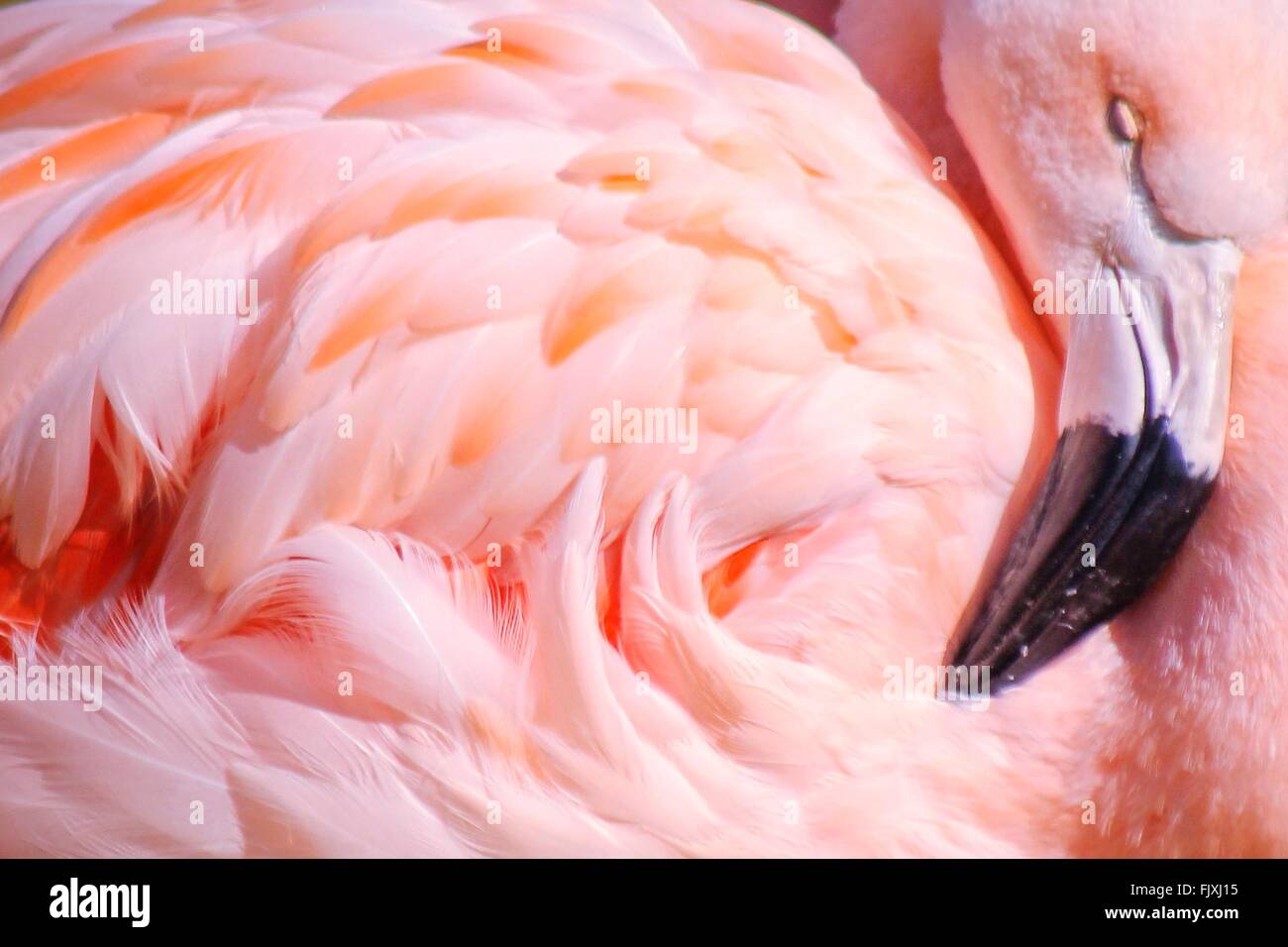 Close-Up Of Flamingo Relaxing Stock Photo
