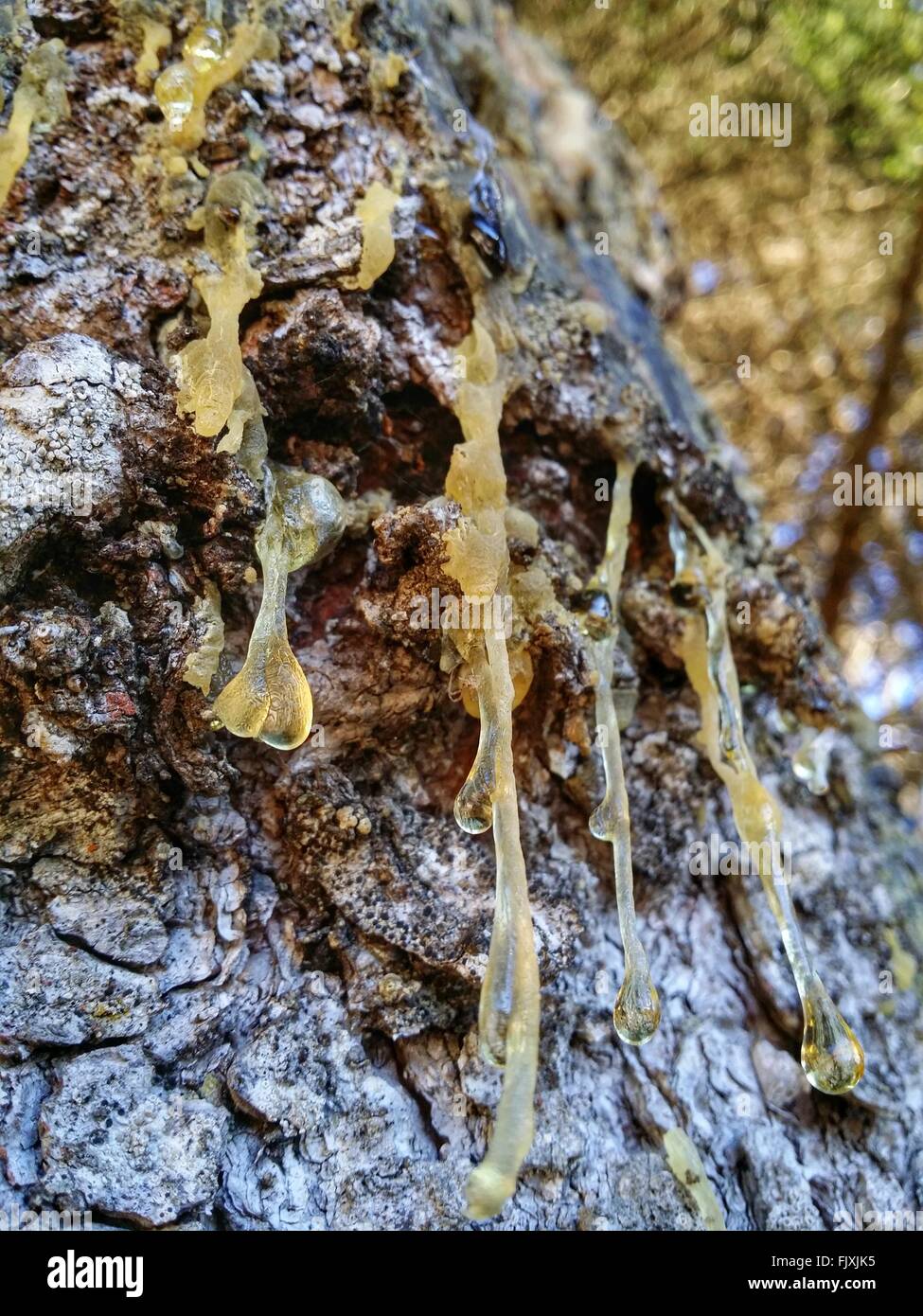 Resin Tree Stock Photos & Resin Tree Stock Images Alamy