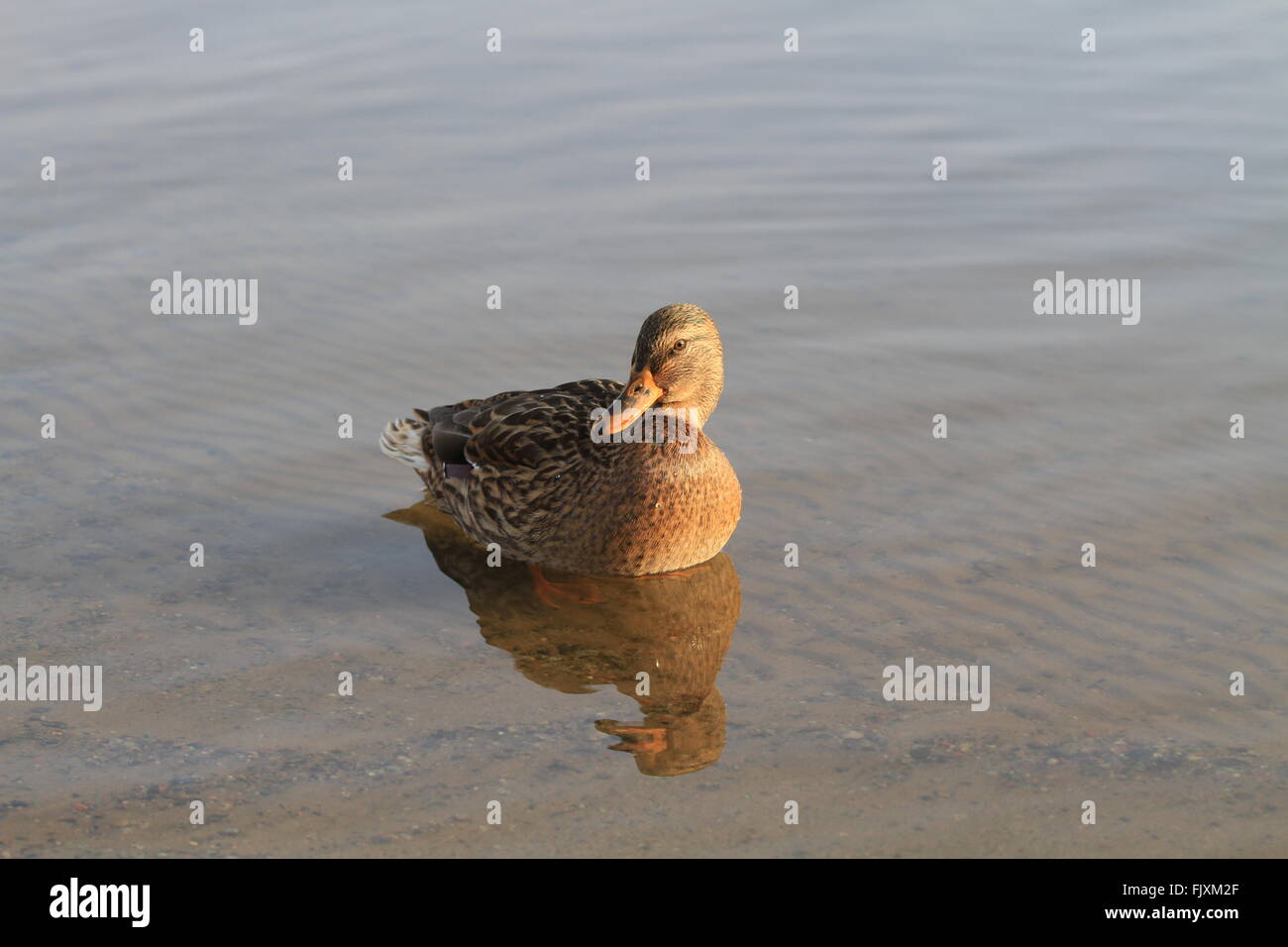 Close-Up Of Duck With Reflection In Water Stock Photo