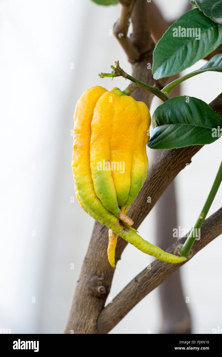 Citrus medica var. digitata. Fingered citron fruit inside the glasshouse at RHS Wisley Gardens, Surrey, England Stock Photo