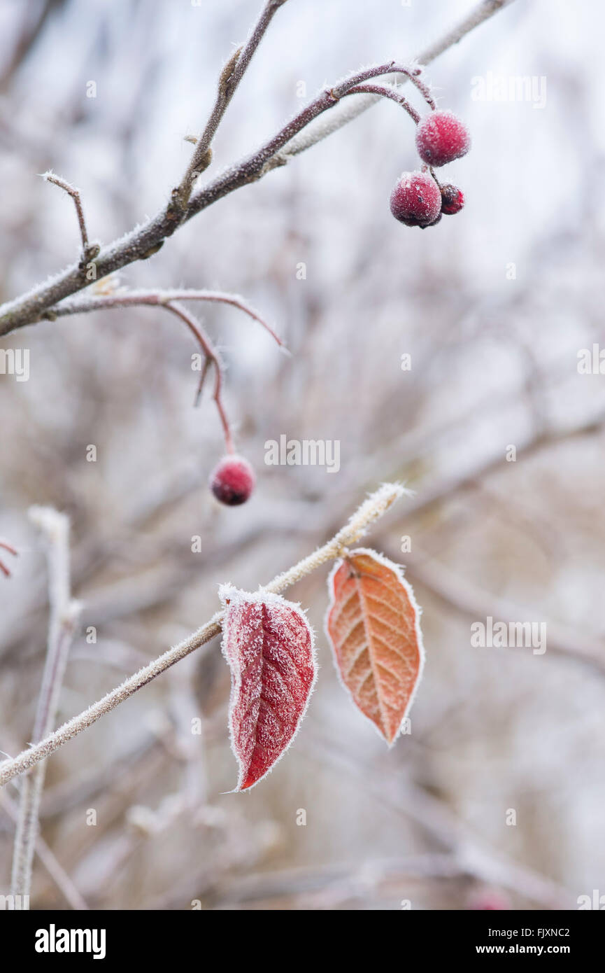 Cotoneaster lacteus. Late cotoneaster leaves with red berries covered in frost in December Stock Photo