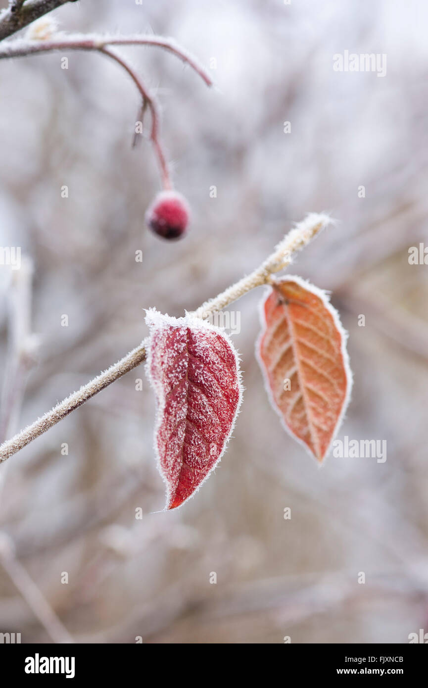 Cotoneaster lacteus. Late cotoneaster leaves with red berries covered in frost in December Stock Photo