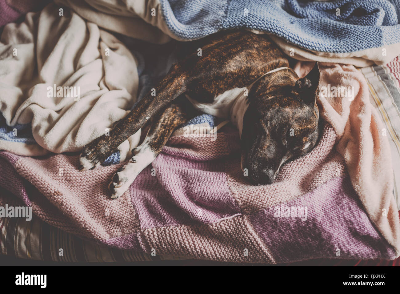 Pit bull dog sleeping bed home bed hires stock photography and images
