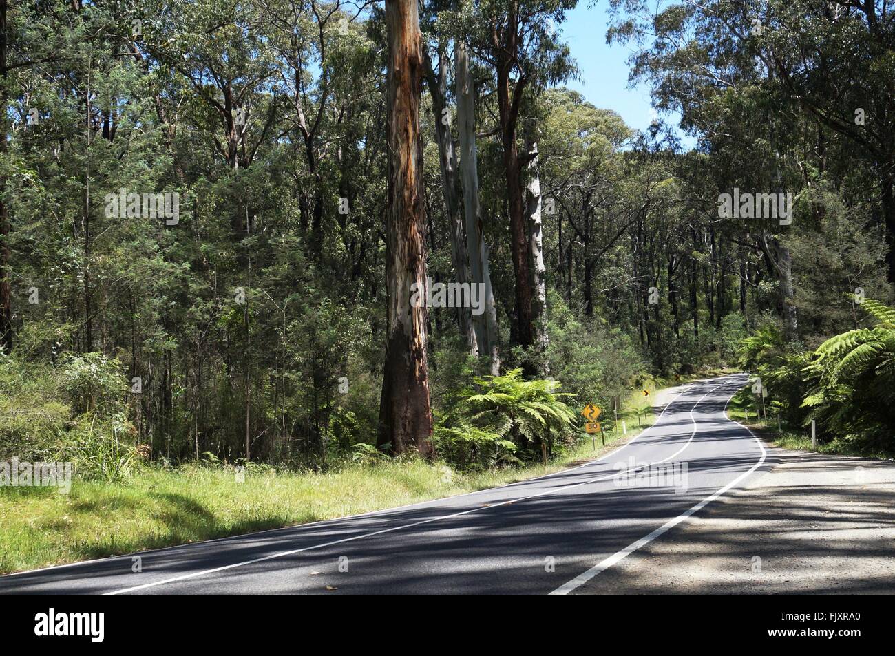 Asphalt road in forest hi-res stock photography and images - Alamy