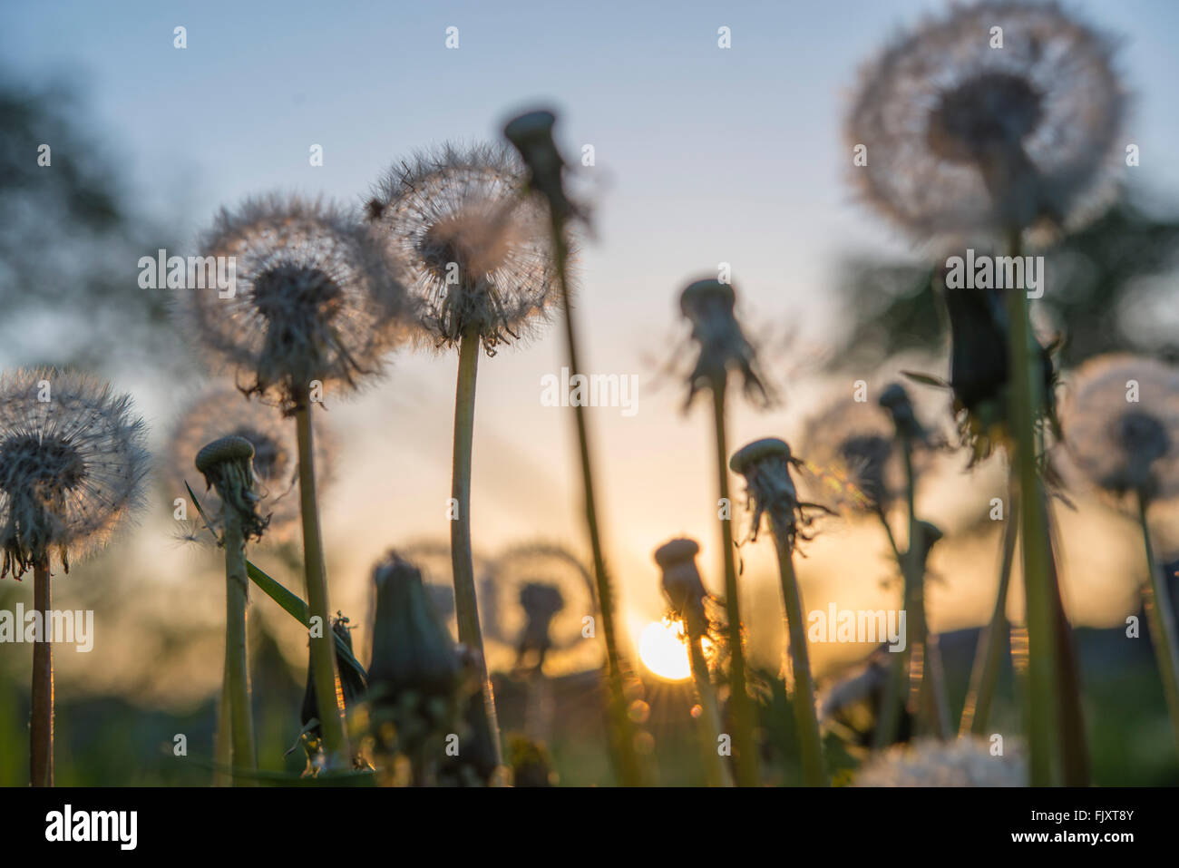 Low Angle View Of Dandelion Growing On Field During Sunset Stock Photo