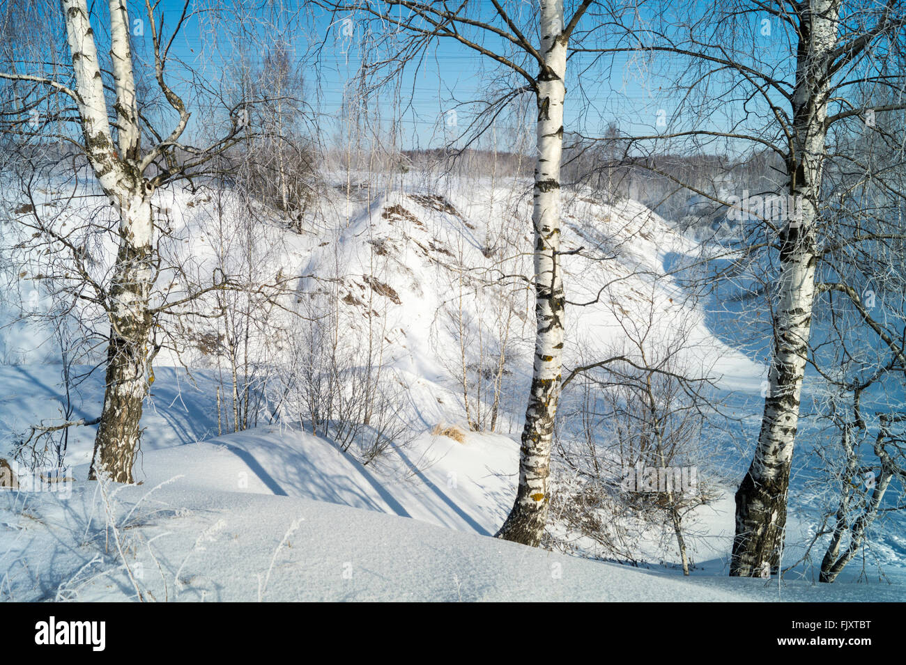 Winter landscape with white birch on background blue sky Stock Photo ...
