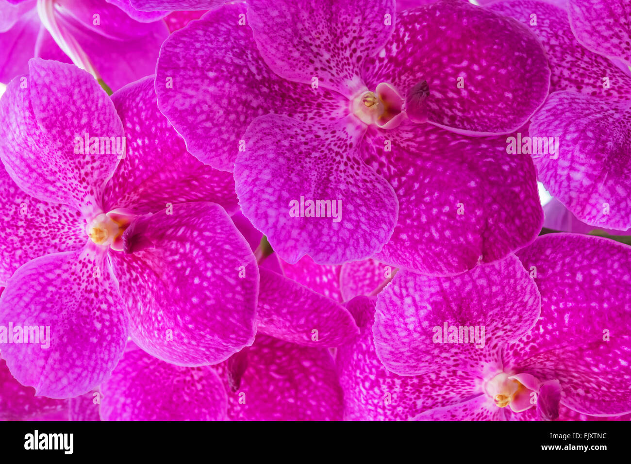 A photo of Pattern pink Vanda orchid. Stock Photo