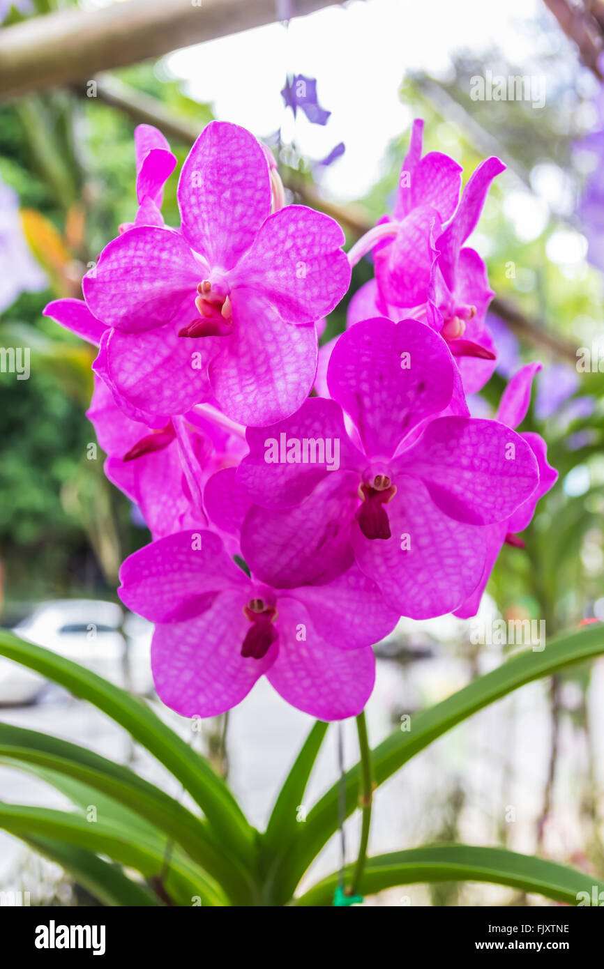 A photo of Pink Vanda Orchid Stock Photo