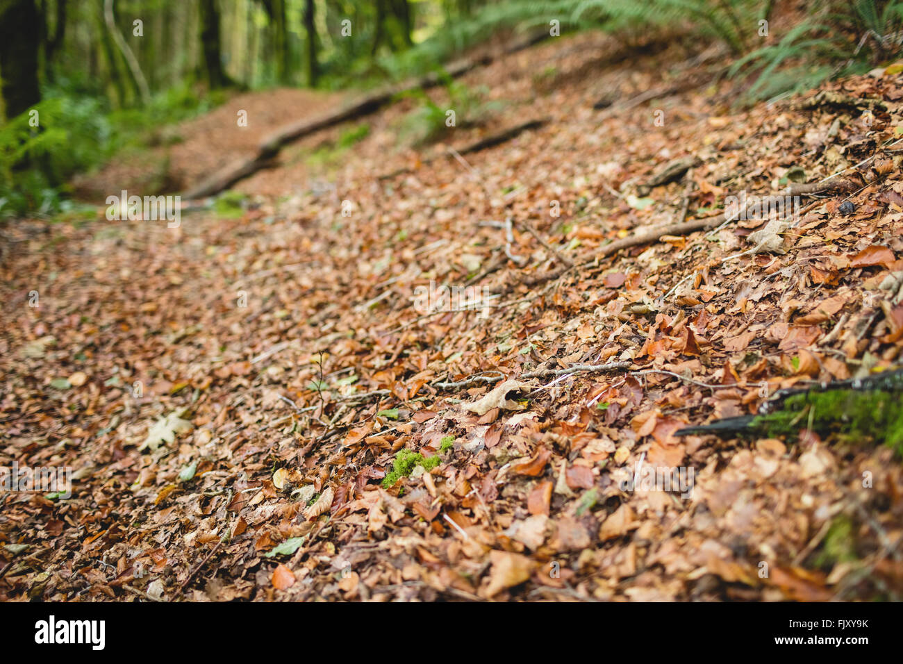 A view of dead leaves in a forest Stock Photo