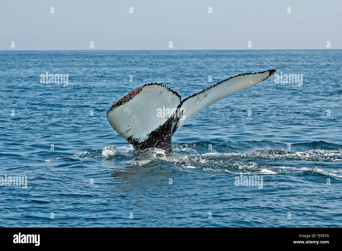 Fin Whale Underwater High Resolution Stock Photography and Images - Alamy
