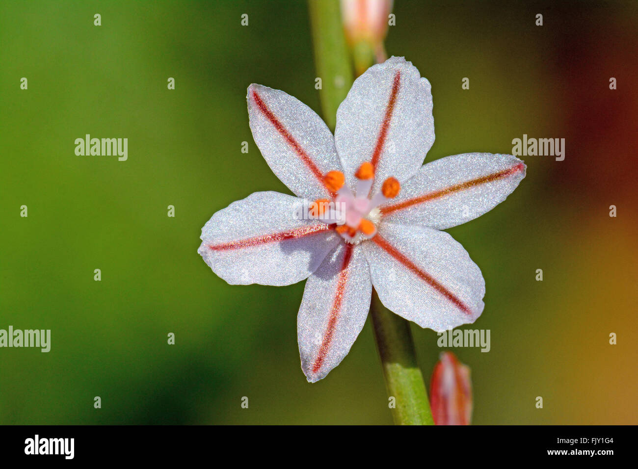 Onion weed or wild hi-res stock photography and images - Alamy