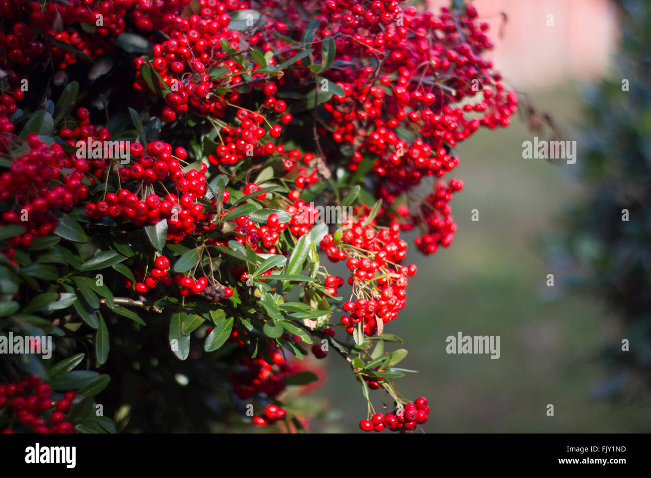 Red Berries Growing On Tree Stock Photo Alamy
