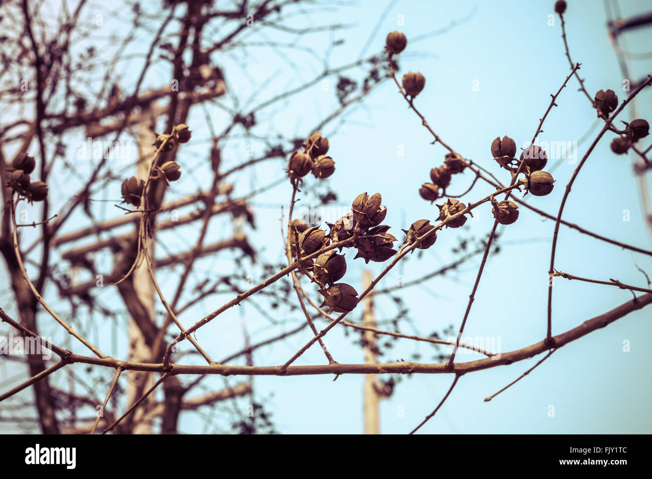Hopea (Dipterocarpus alatus) , vintage color tone Stock Photo