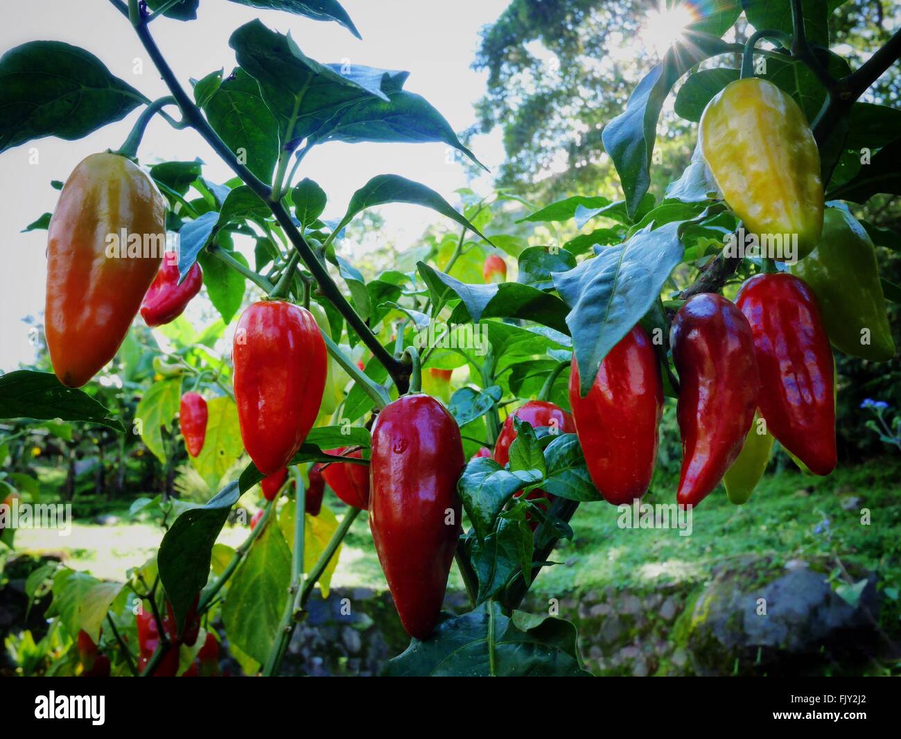 Peppers Growing Stock Photos & Peppers Growing Stock Images Alamy